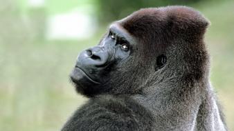 Animals gorillas nature wallpaper