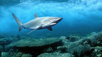 Animals nature ocean sharks underwater wallpaper