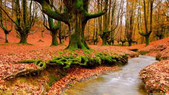 Autumn forests rivers trees wallpaper