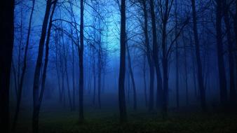 Blue dark forests wallpaper