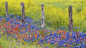 Bluebonnet texas fences flowers multicolor wallpaper