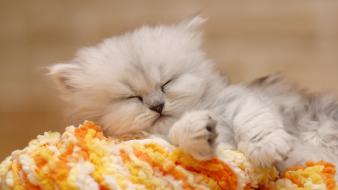 Chinchilla kittens pets sleeping wallpaper