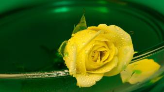 Flowers water drops yellow rose wallpaper