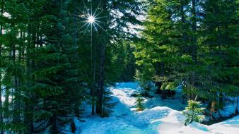 Forests nature snow winter wallpaper