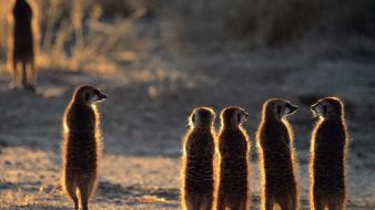 Animal world backlights meerkats wallpaper