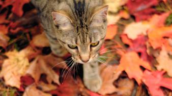 Animals autumn cats fallen leaves wallpaper