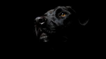 Animals black dogs portraits wallpaper