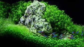 Aquarium dual screen fish tank grass wallpaper