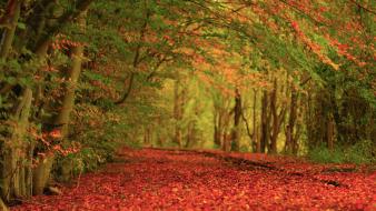 Autumn forests green leaves red wallpaper