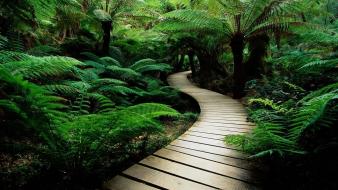 Jungle landscapes rainforest trail wallpaper