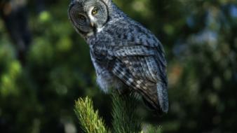 Wyoming birds grey nature owls wallpaper