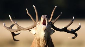 Animals antlers elk mammals yawns wallpaper