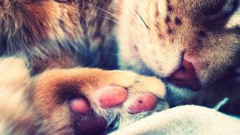 Animals cats paws whiskers wallpaper