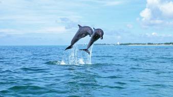 Animals dolphins sea wallpaper
