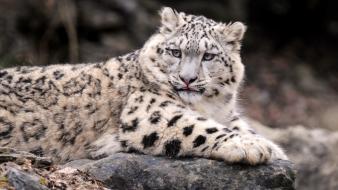 Animals feline irbis snow leopards wallpaper