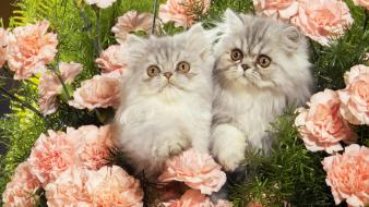 Baby animals cats kittens roses wallpaper