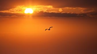 Birds clouds nature silhouettes skyscapes wallpaper