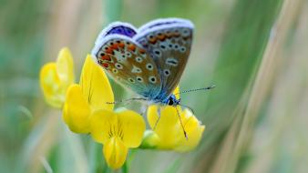 Butterflies insects nature yellow flowers wallpaper