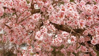 Cherry blossoms flowers nature spring trees wallpaper
