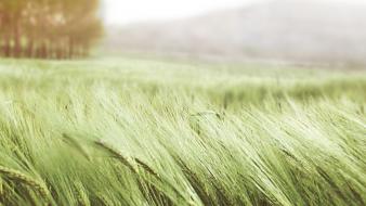 Corn fields meadows nature wind wallpaper