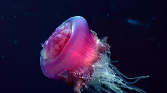Medusa jellyfish nature pink wallpaper