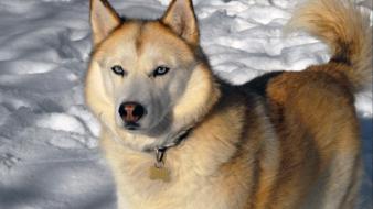 Siberian husky tv shows animals dogs huskies wallpaper