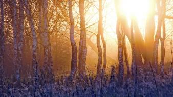 Sun forests landscapes morning sunlight wallpaper