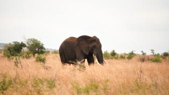 Africa animals elephants nature wallpaper