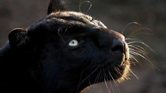 Animals black panthers