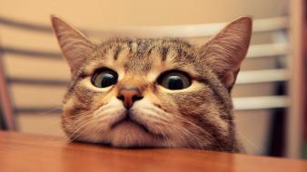 Animals cats depth of field eyes tables wallpaper