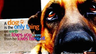 Animals dogs quotes text wallpaper