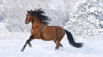 Animals horses mammals racing snow