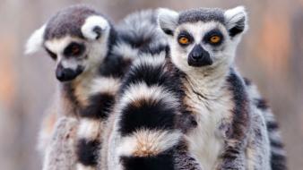 Animals lemur nature wallpaper