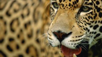 Animals leopards mammals wallpaper