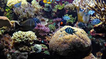 Aquarium fish wallpaper