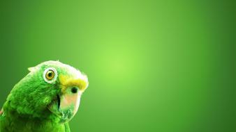 Birds green background parrots simple wallpaper