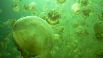 Green jellyfish nature wallpaper