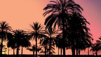 Landscapes palm trees silhouettes sunset wallpaper