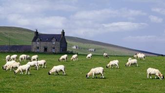 Scotland farm wallpaper