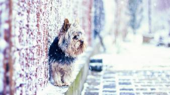 York yorkshire terrier animals dogs wallpaper