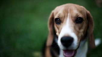Animals beagle dogs pets wallpaper
