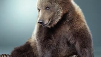 Animals bears funny sitting smiling wallpaper