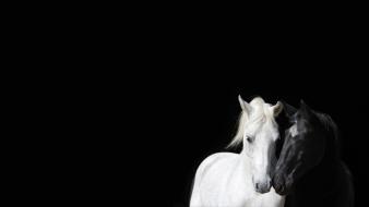 Animals black and white horses wallpaper