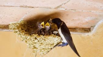 Baby birds feeding nest swallow