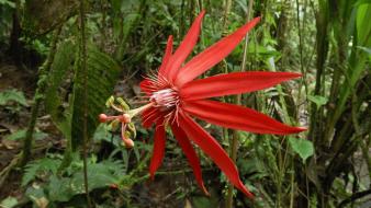Costa rica national park landscapes passion flowers wallpaper