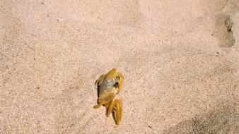 Cuba trinidad beaches crabs landscapes