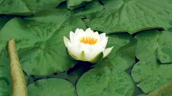 Flowers lily pads lotus flower white wallpaper