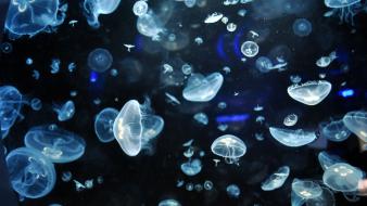 Jellyfish luminiscence underwater wallpaper