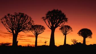 Namibia landscapes silhouettes trees