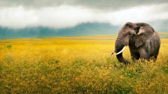 Tanzania elephants fields mammals yellow flowers wallpaper